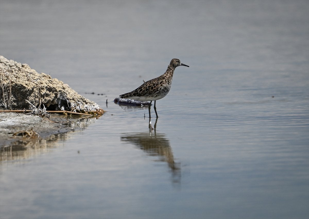 Ankara'nın sulak alanları ve tarım arazileri kuş türlerine ev sahipliği yapıyor