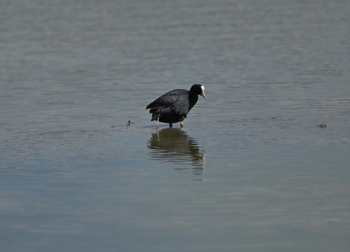 Ankara'nın sulak alanları ve tarım arazileri kuş türlerine ev sahipliği yapıyor