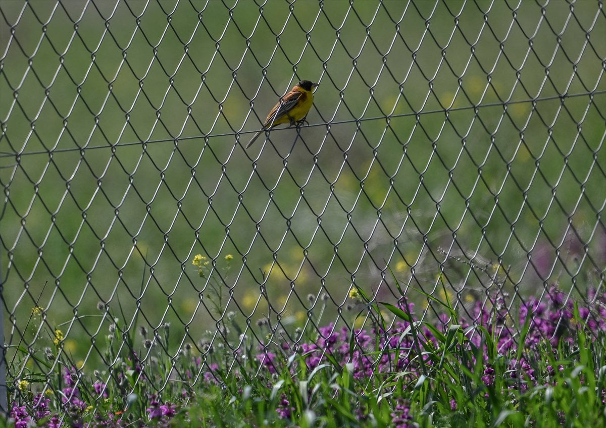Ankara'nın sulak alanları ve tarım arazileri kuş türlerine ev sahipliği yapıyor