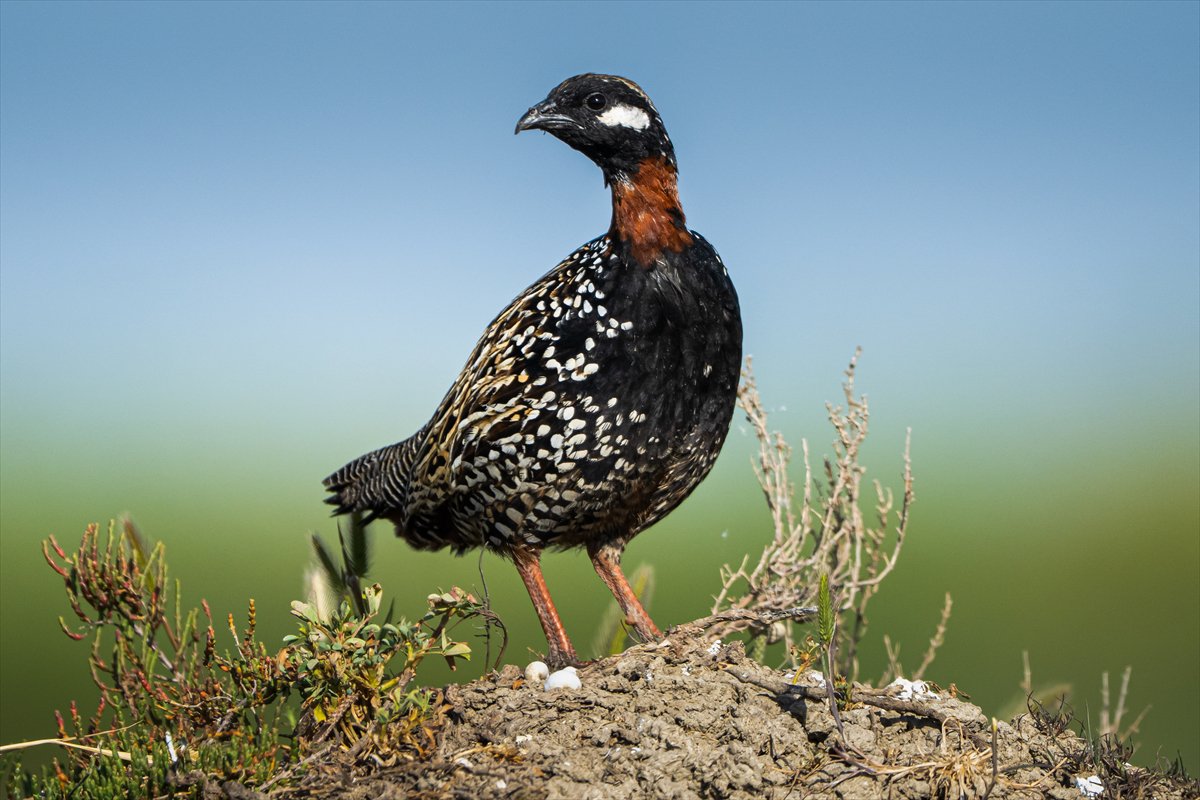 Adana Yumurtalık Lagünü bahar göçüyle kuşlarla dolup taştı