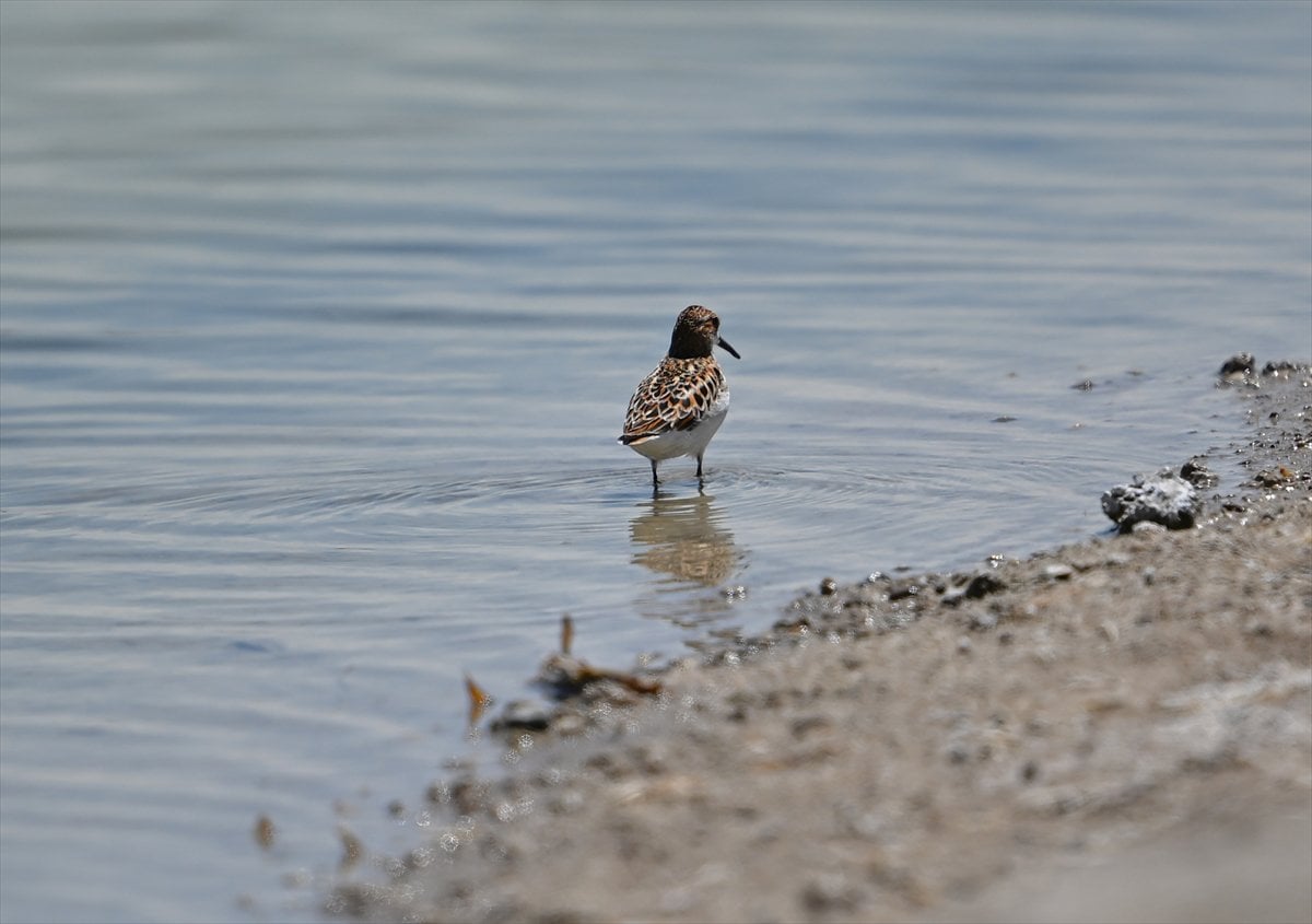 Ankara'nın sulak alanları ve tarım arazileri kuş türlerine ev sahipliği yapıyor