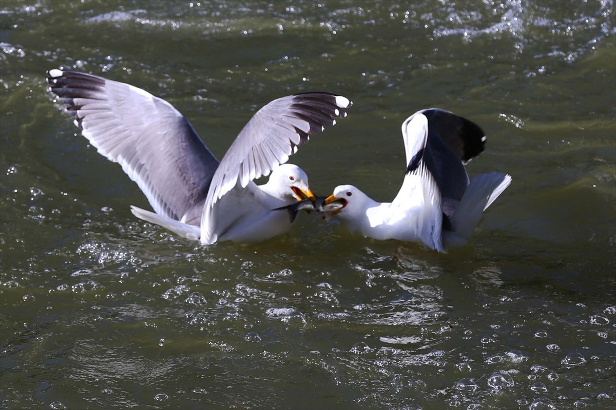 İnci kefallerinin göç yolunda martılarla mücadelesi