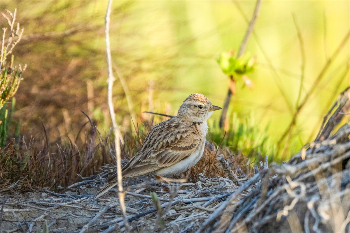 Adana Yumurtalık Lagünü bahar göçüyle kuşlarla dolup taştı