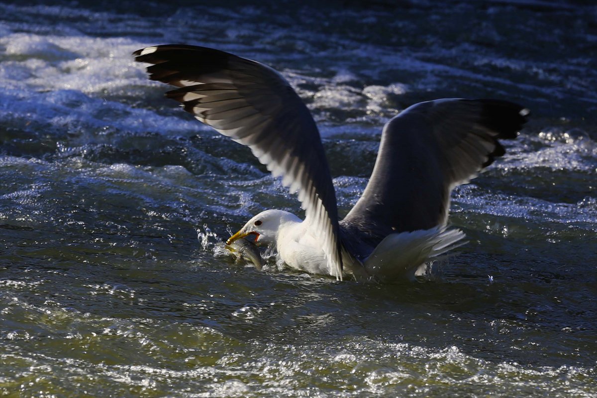 İnci kefallerinin göç yolunda martılarla mücadelesi