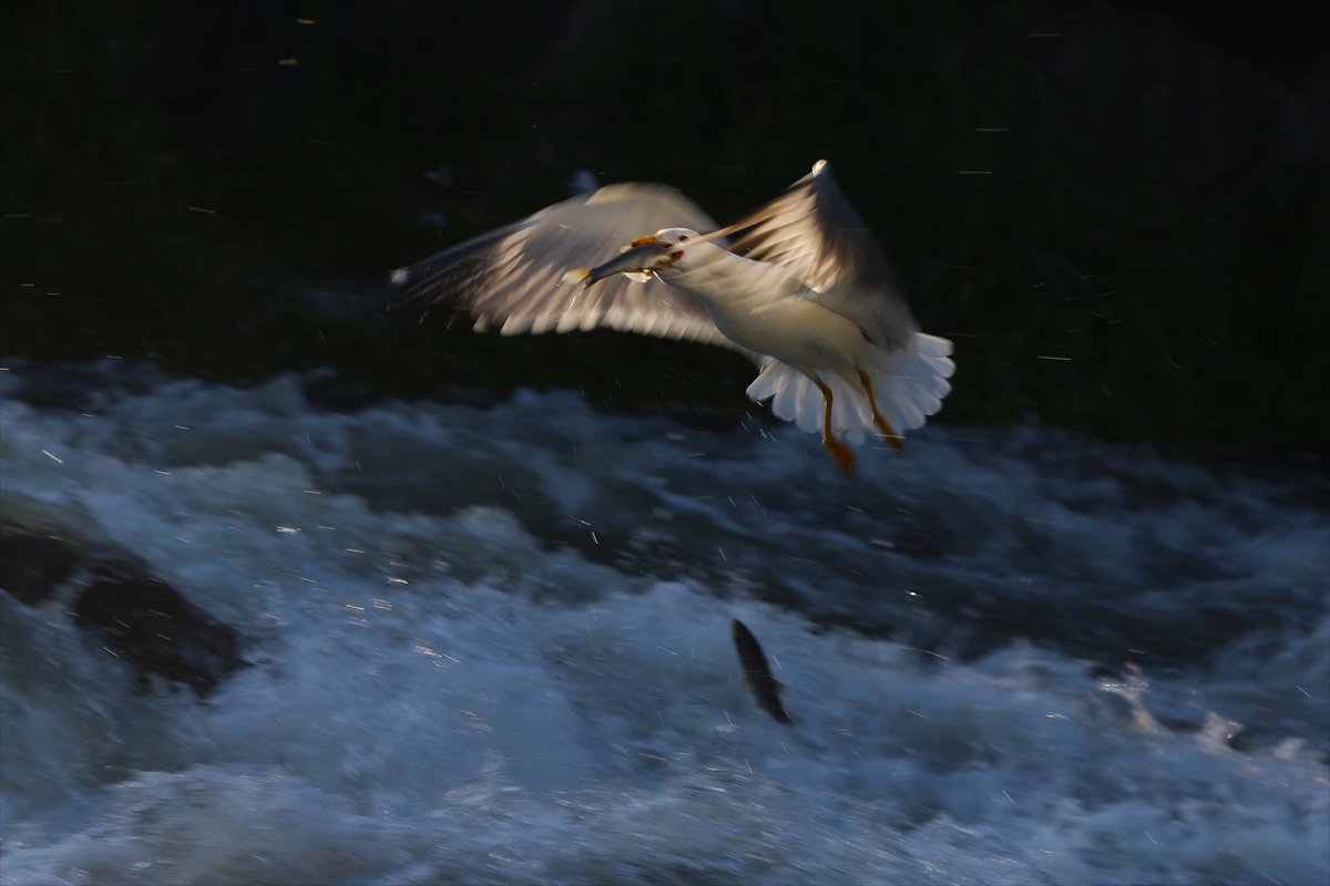 İnci kefallerinin göç yolunda martılarla mücadelesi