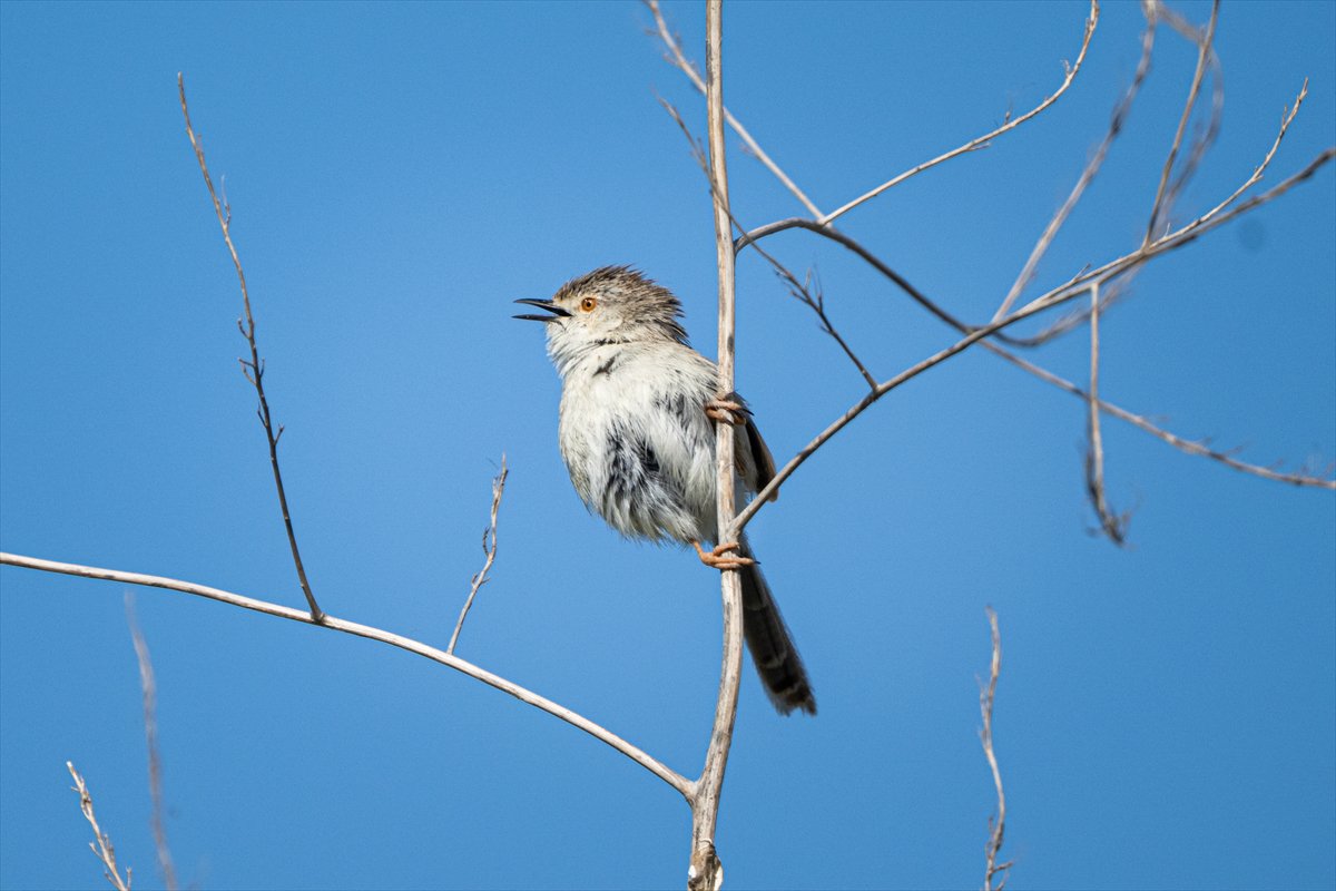 Adana Yumurtalık Lagünü bahar göçüyle kuşlarla dolup taştı