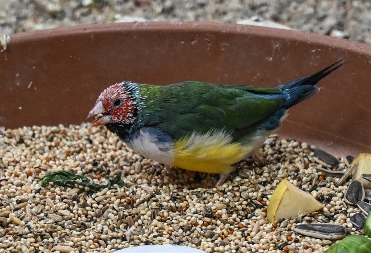 Ankara'nın sulak alanları ve tarım arazileri kuş türlerine ev sahipliği yapıyor