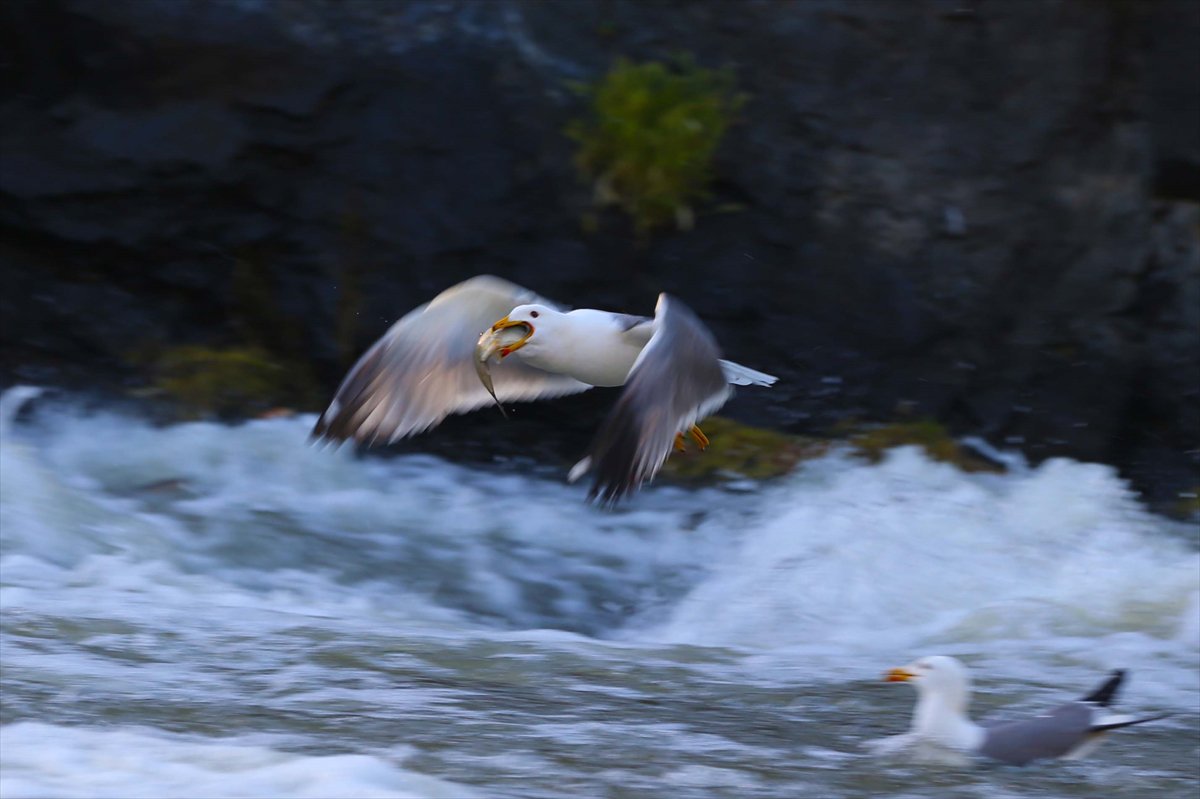İnci kefallerinin göç yolunda martılarla mücadelesi