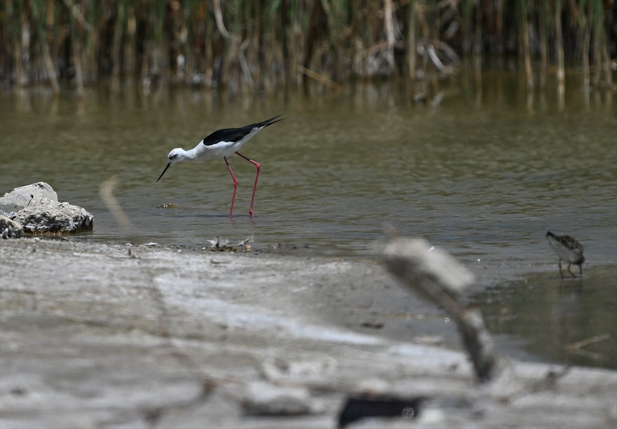 Ankara'nın sulak alanları ve tarım arazileri kuş türlerine ev sahipliği yapıyor