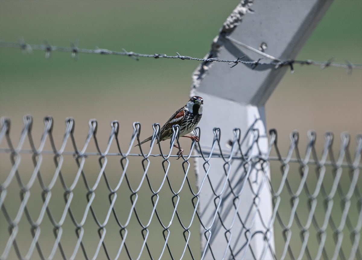 Ankara'nın sulak alanları ve tarım arazileri kuş türlerine ev sahipliği yapıyor