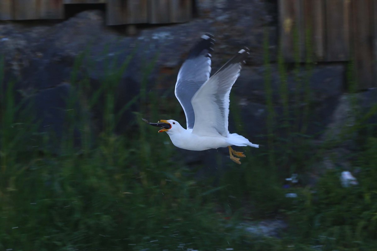 İnci kefallerinin göç yolunda martılarla mücadelesi