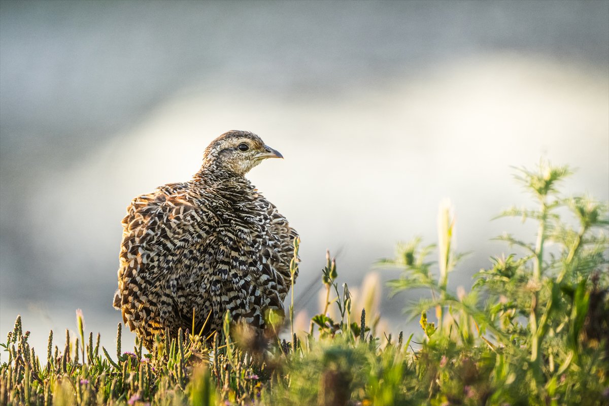 Adana Yumurtalık Lagünü bahar göçüyle kuşlarla dolup taştı
