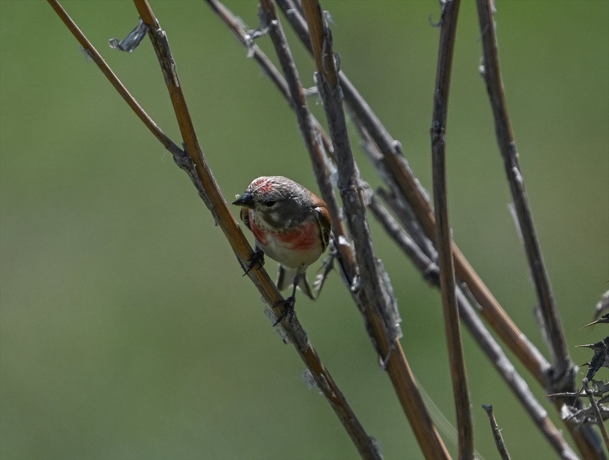 Ankara'nın sulak alanları ve tarım arazileri kuş türlerine ev sahipliği yapıyor