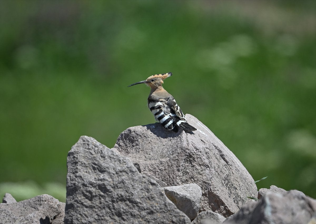 Ankara'nın sulak alanları ve tarım arazileri kuş türlerine ev sahipliği yapıyor