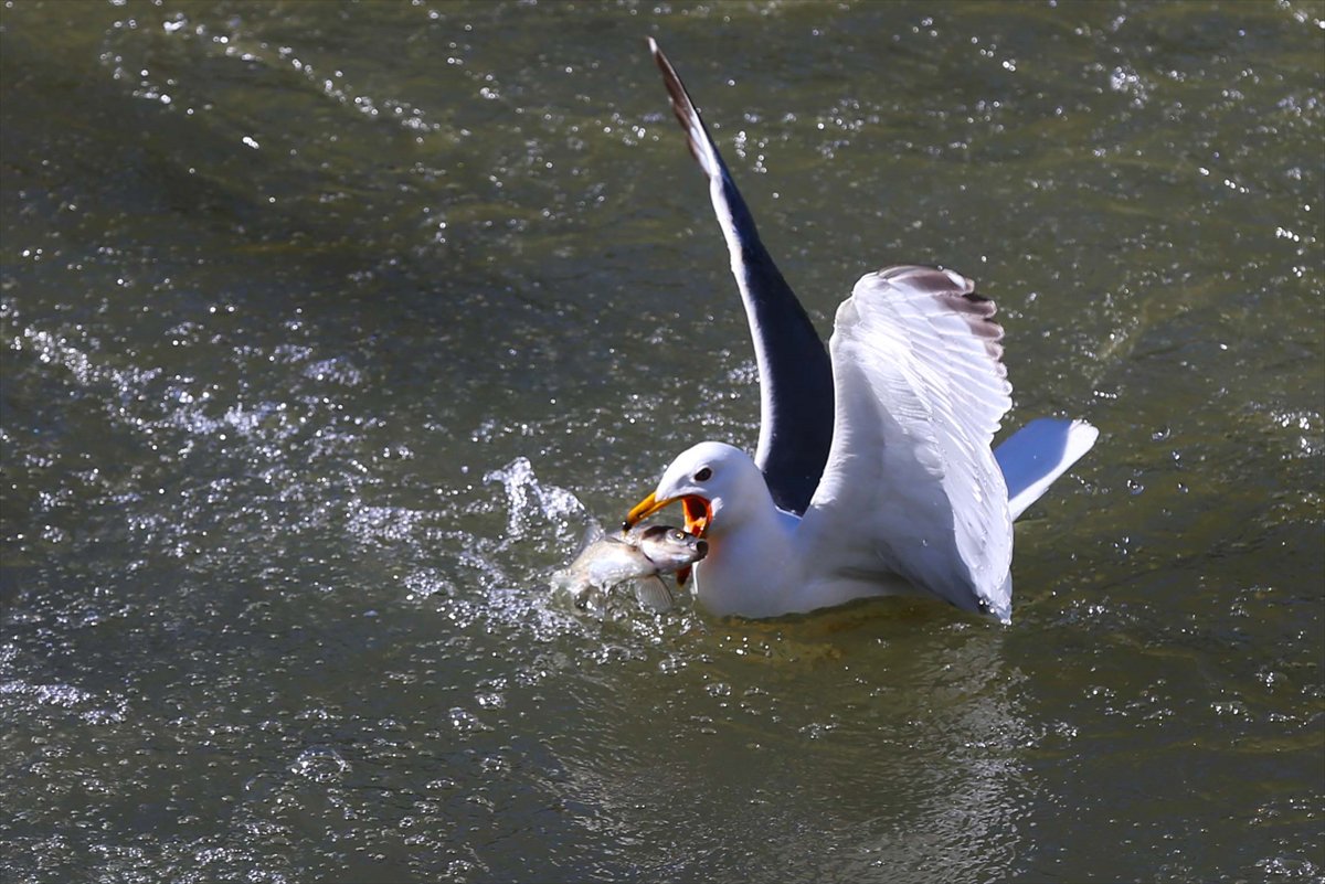 İnci kefallerinin göç yolunda martılarla mücadelesi