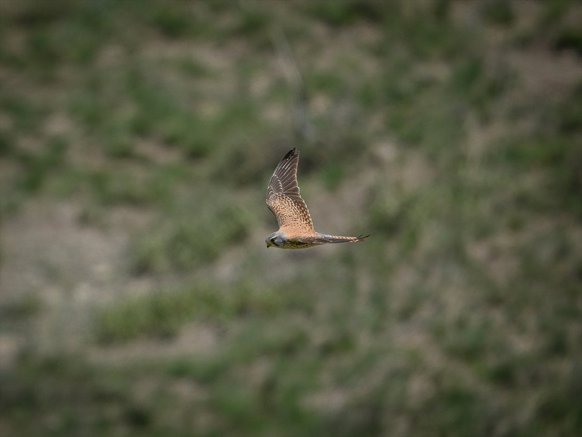 Ankara'nın sulak alanları ve tarım arazileri kuş türlerine ev sahipliği yapıyor