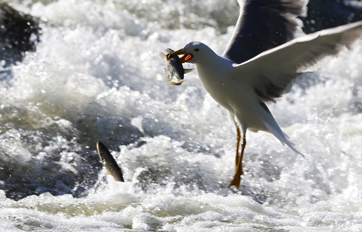 İnci kefallerinin göç yolunda martılarla mücadelesi
