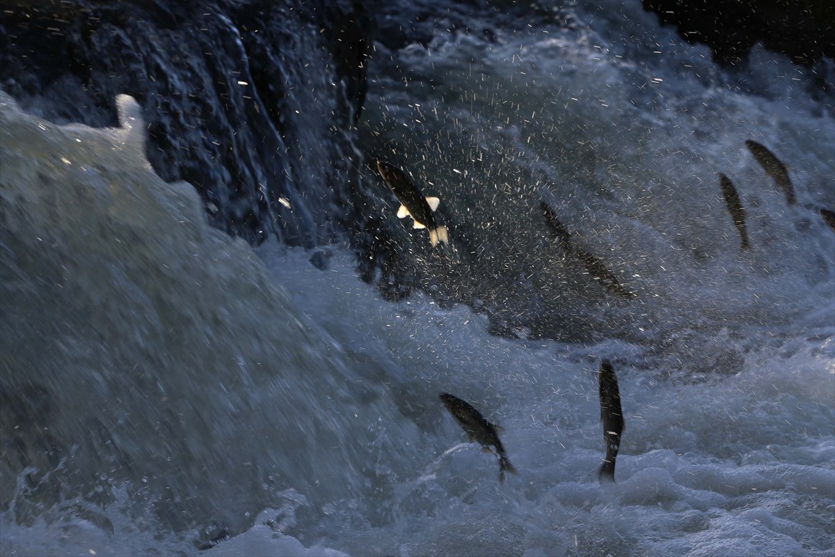 İnci kefallerinin göç yolunda martılarla mücadelesi