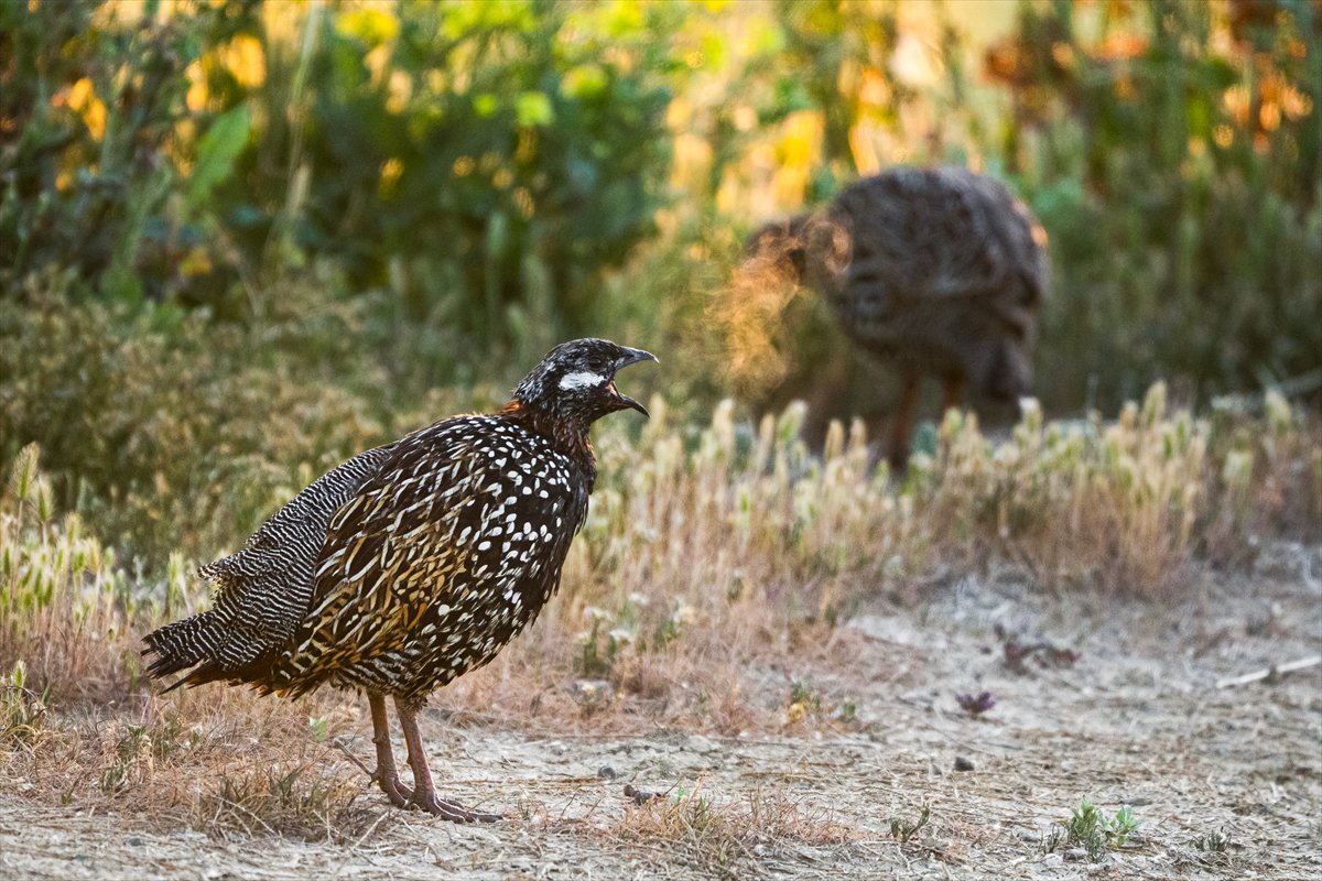 Adana Yumurtalık Lagünü bahar göçüyle kuşlarla dolup taştı