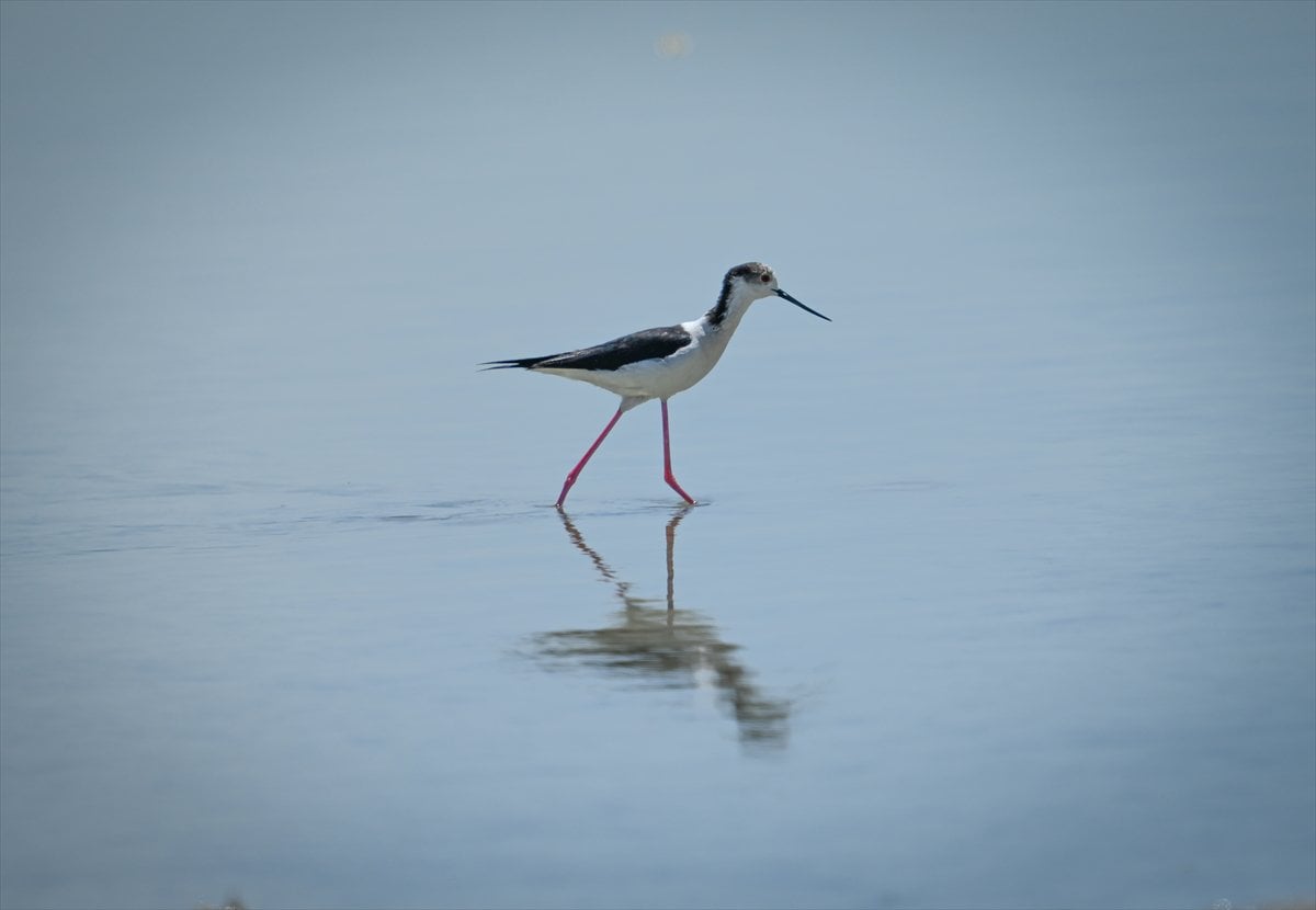 Ankara'nın sulak alanları ve tarım arazileri kuş türlerine ev sahipliği yapıyor