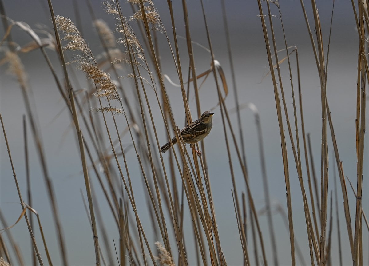 Ankara'nın sulak alanları ve tarım arazileri kuş türlerine ev sahipliği yapıyor
