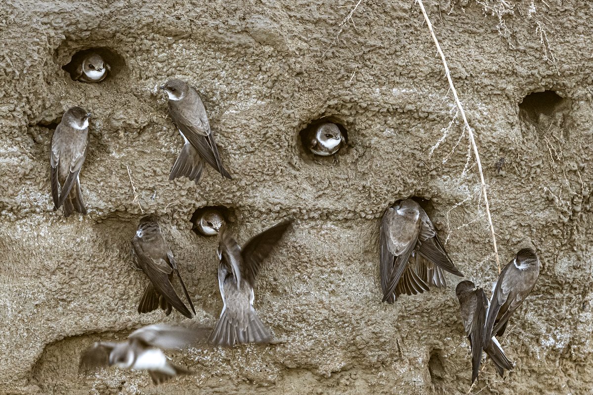 Adana Yumurtalık Lagünü bahar göçüyle kuşlarla dolup taştı