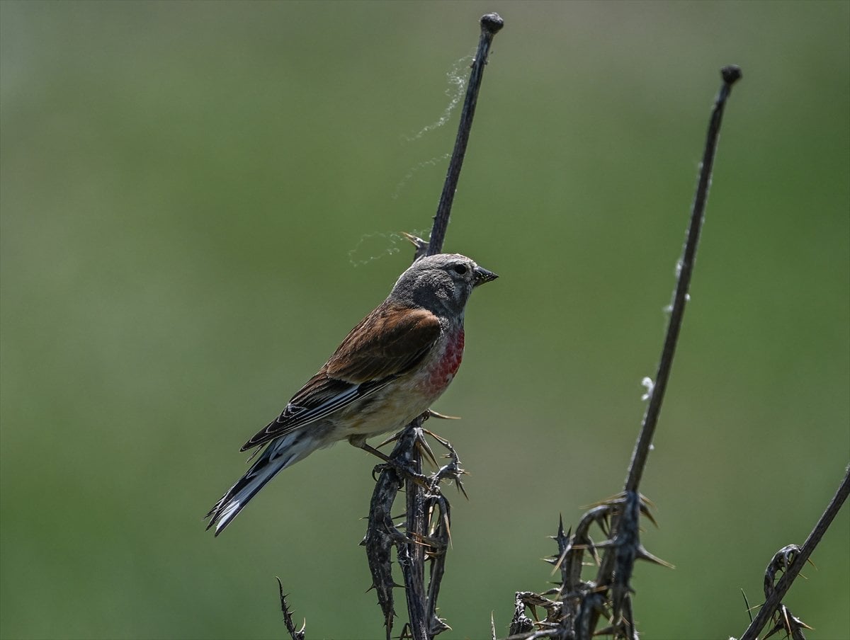 Ankara'nın sulak alanları ve tarım arazileri kuş türlerine ev sahipliği yapıyor
