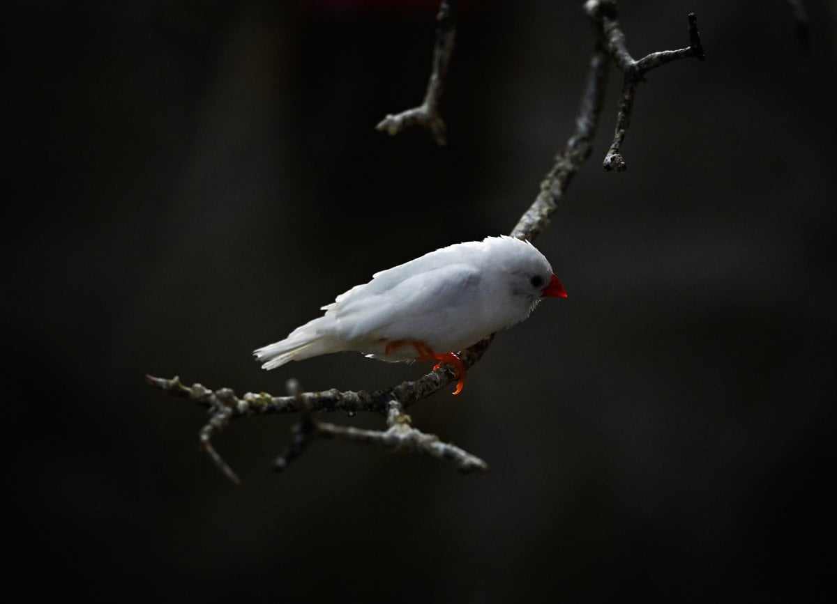 Ankara'nın sulak alanları ve tarım arazileri kuş türlerine ev sahipliği yapıyor