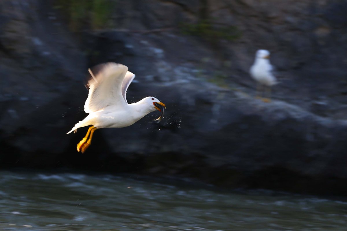 İnci kefallerinin göç yolunda martılarla mücadelesi