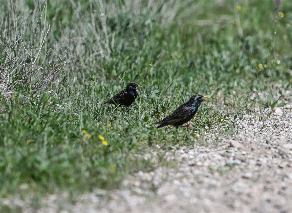 Ankara'nın sulak alanları ve tarım arazileri kuş türlerine ev sahipliği yapıyor