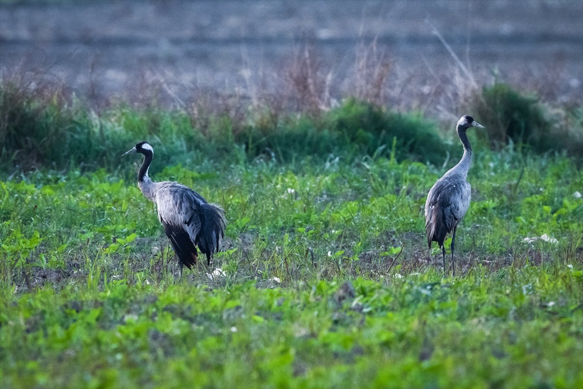 Adana Yumurtalık Lagünü bahar göçüyle kuşlarla dolup taştı