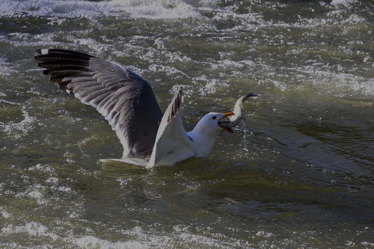 İnci kefallerinin göç yolunda martılarla mücadelesi