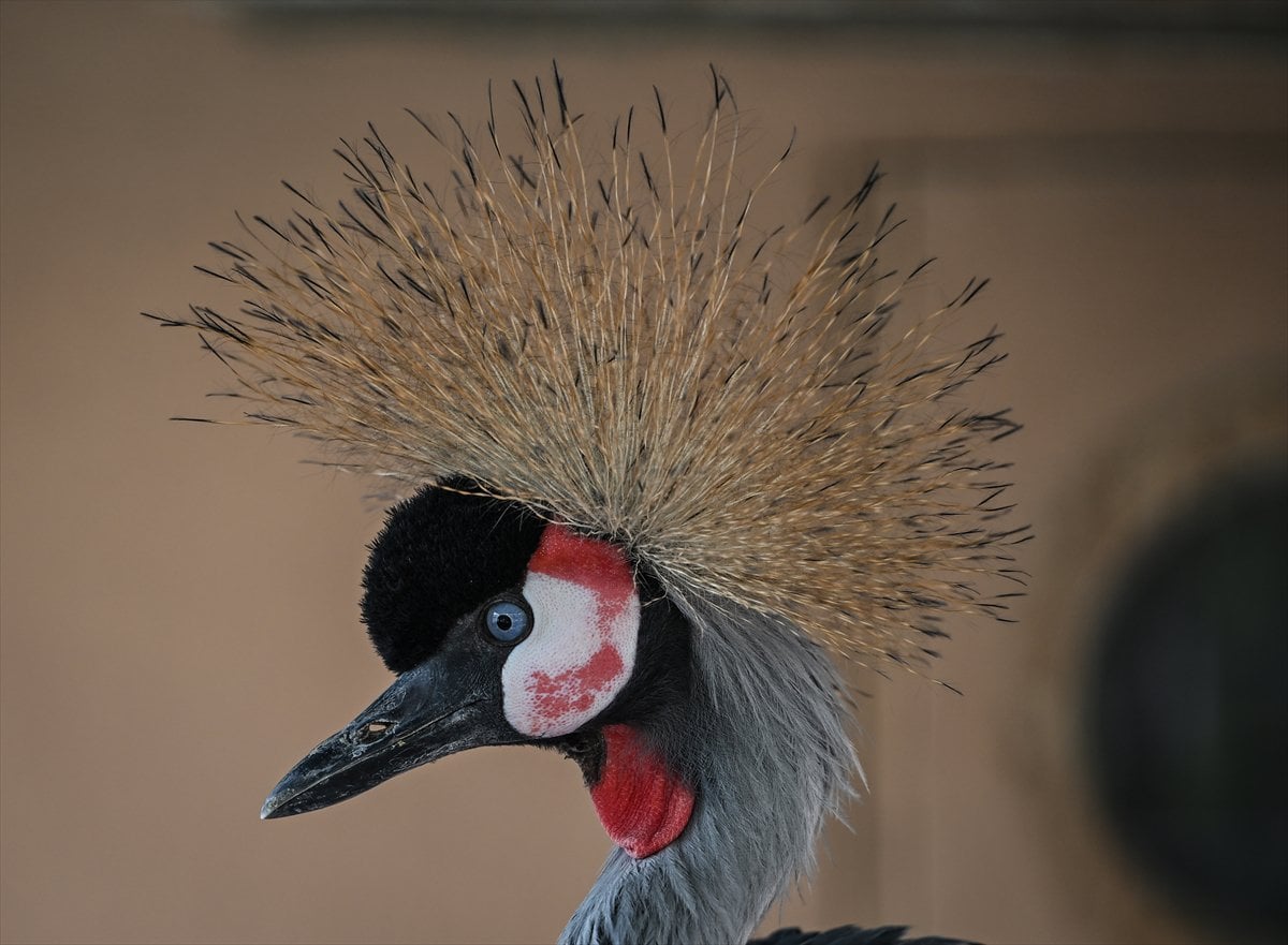 Ankara'nın sulak alanları ve tarım arazileri kuş türlerine ev sahipliği yapıyor