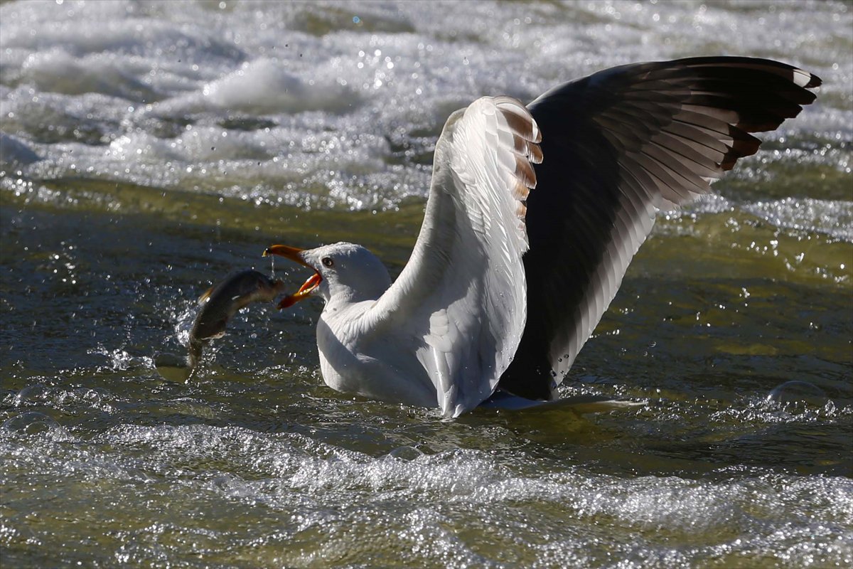 İnci kefallerinin göç yolunda martılarla mücadelesi