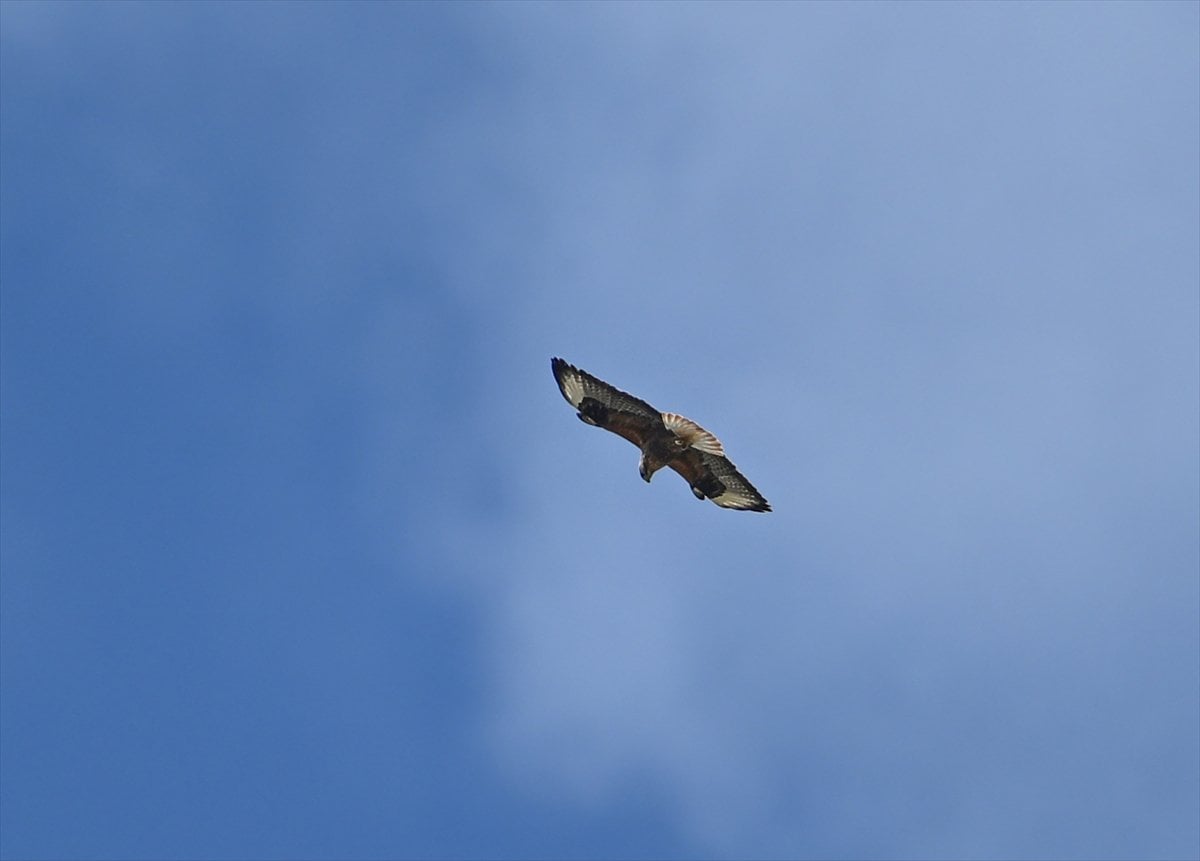Ankara'nın sulak alanları ve tarım arazileri kuş türlerine ev sahipliği yapıyor