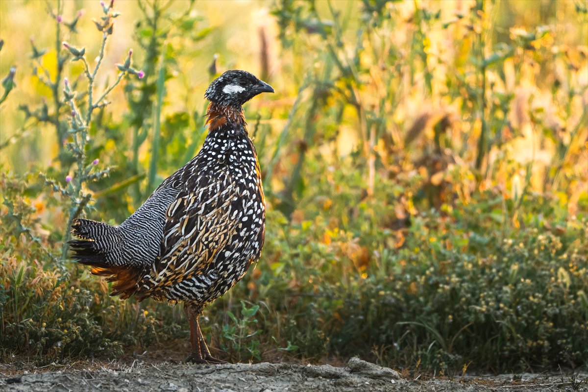 Adana Yumurtalık Lagünü bahar göçüyle kuşlarla dolup taştı