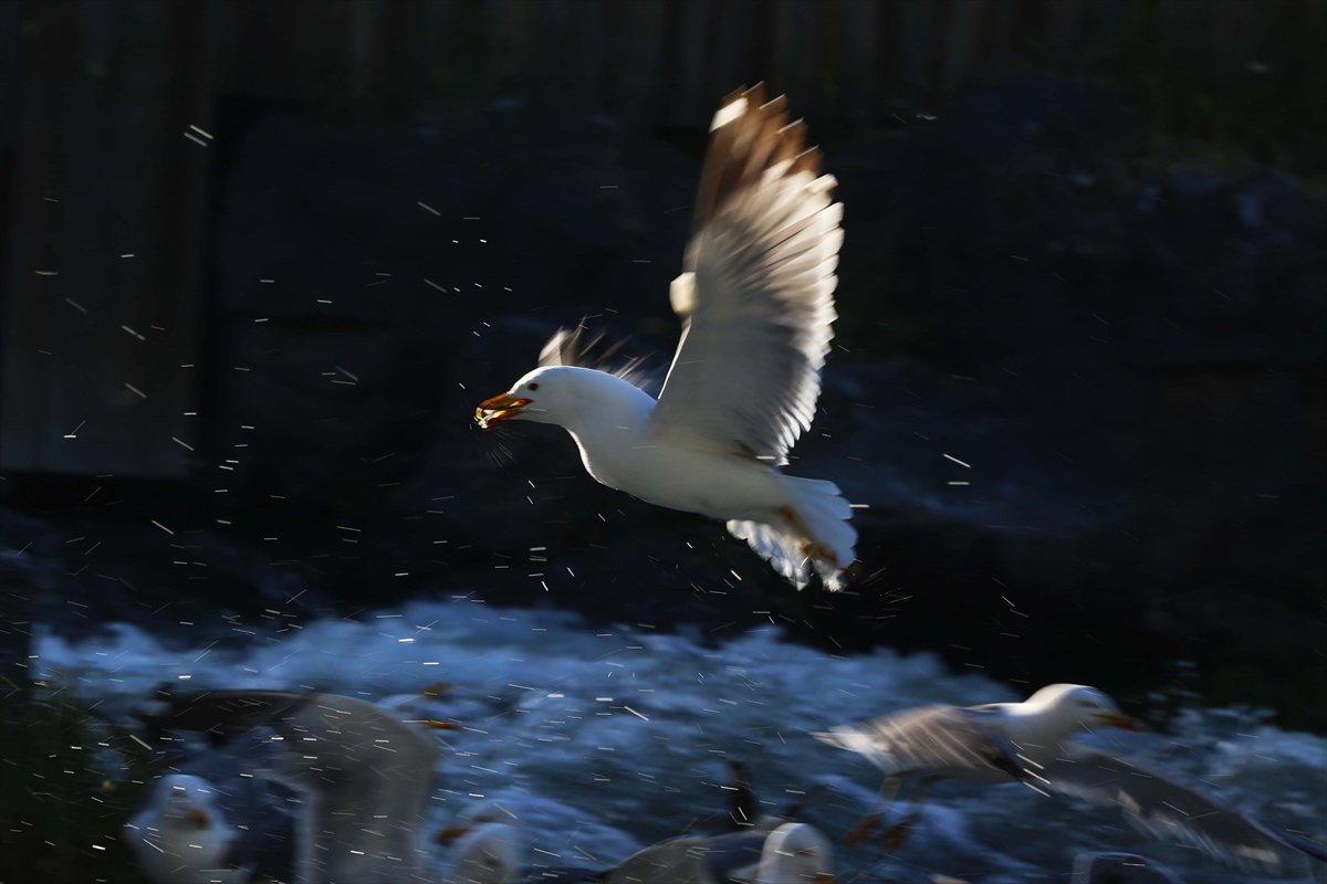 İnci kefallerinin göç yolunda martılarla mücadelesi