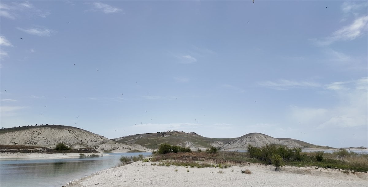 Adıyaman'ın martılara özel adası