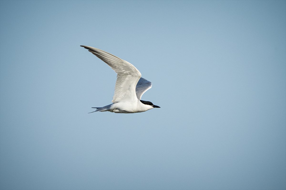 Adana Yumurtalık Lagünü bahar göçüyle kuşlarla dolup taştı