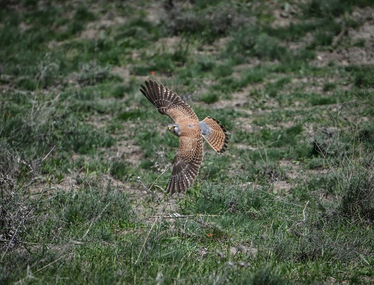 Ankara'nın sulak alanları ve tarım arazileri kuş türlerine ev sahipliği yapıyor