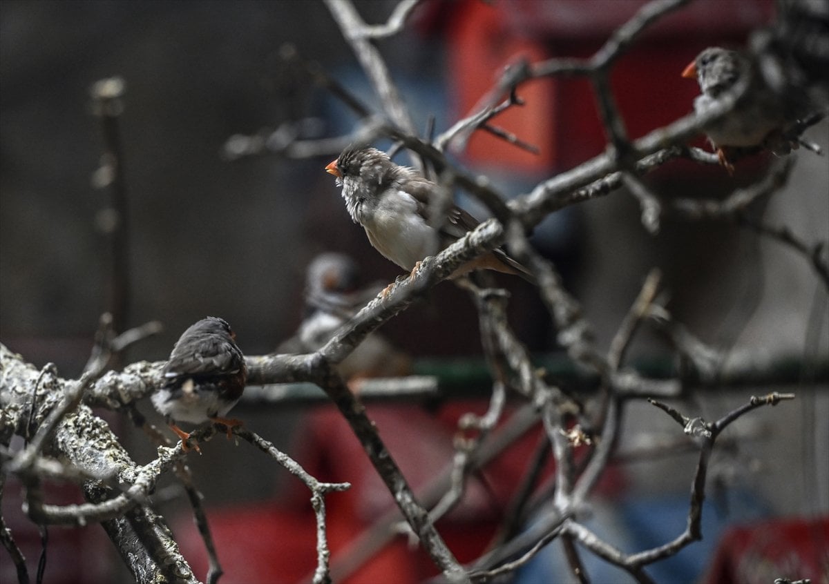Ankara'nın sulak alanları ve tarım arazileri kuş türlerine ev sahipliği yapıyor
