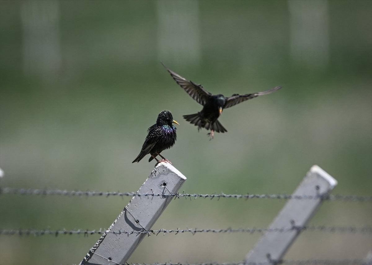 Ankara'nın sulak alanları ve tarım arazileri kuş türlerine ev sahipliği yapıyor