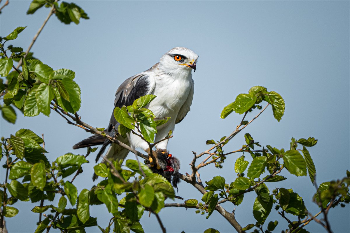 Adana Yumurtalık Lagünü bahar göçüyle kuşlarla dolup taştı