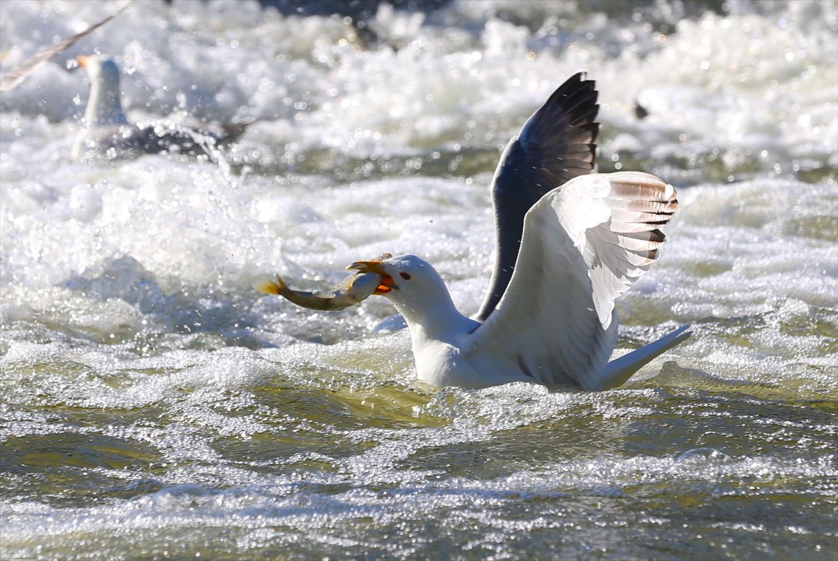 İnci kefallerinin göç yolunda martılarla mücadelesi