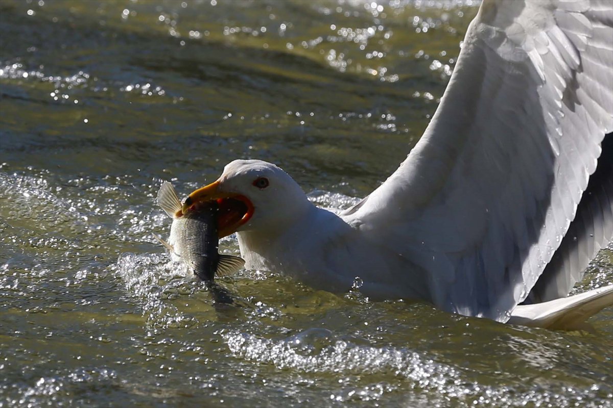 İnci kefallerinin göç yolunda martılarla mücadelesi