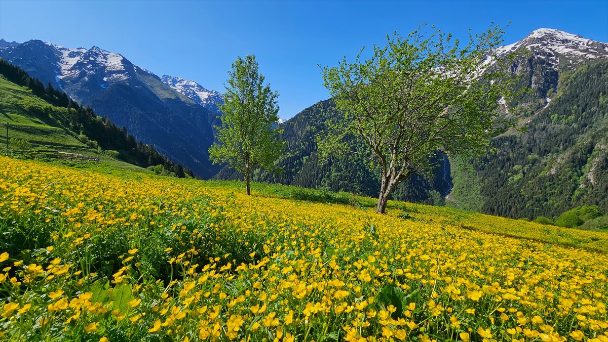 Rize'nin doğa harikası yaylaları: Kaçkarlar