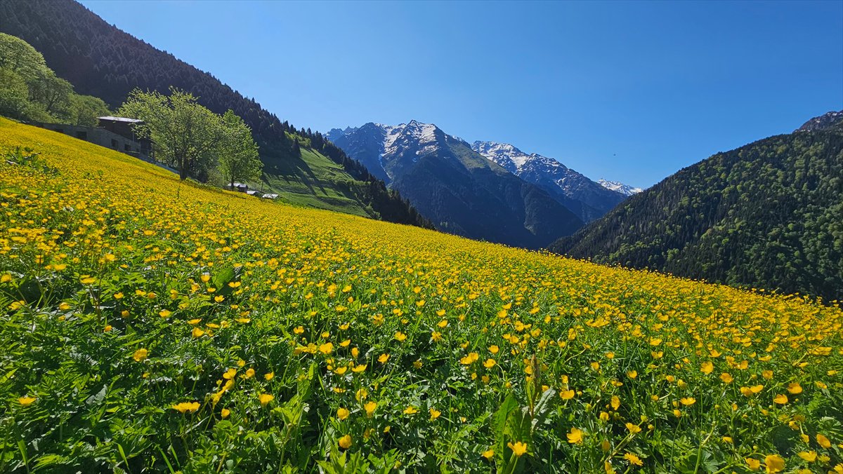 Rize'nin doğa harikası yaylaları: Kaçkarlar