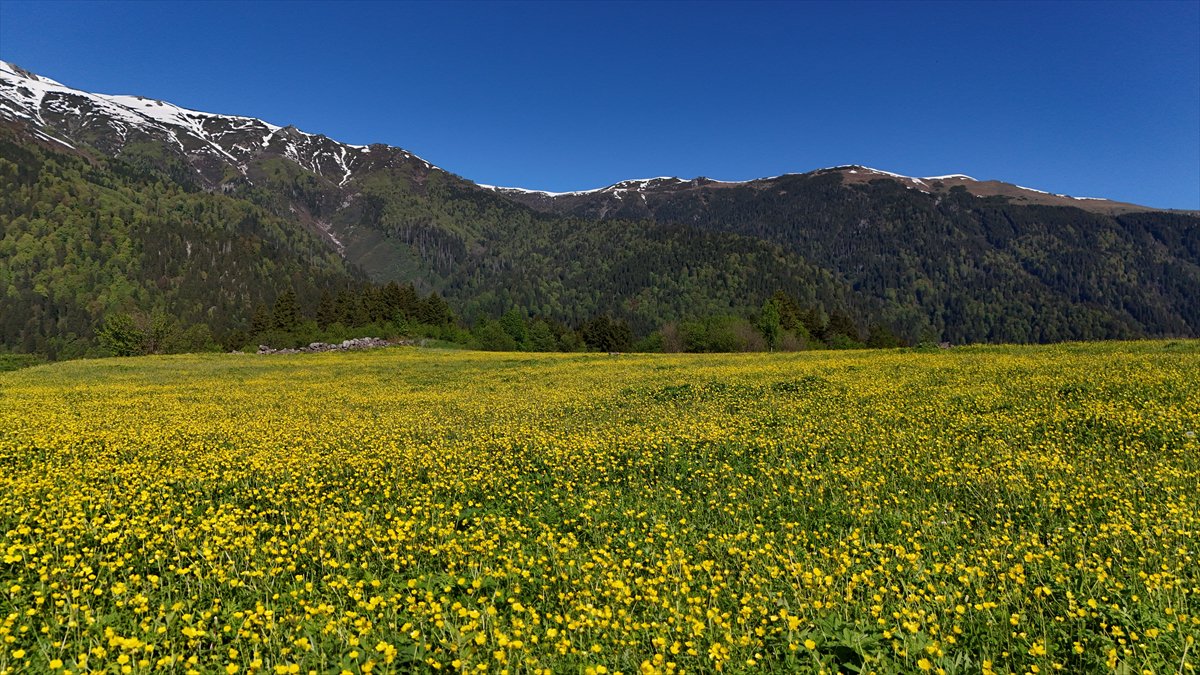 Rize'nin doğa harikası yaylaları: Kaçkarlar