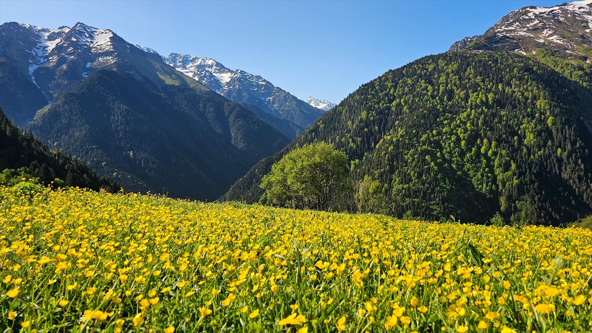 Rize'nin doğa harikası yaylaları: Kaçkarlar