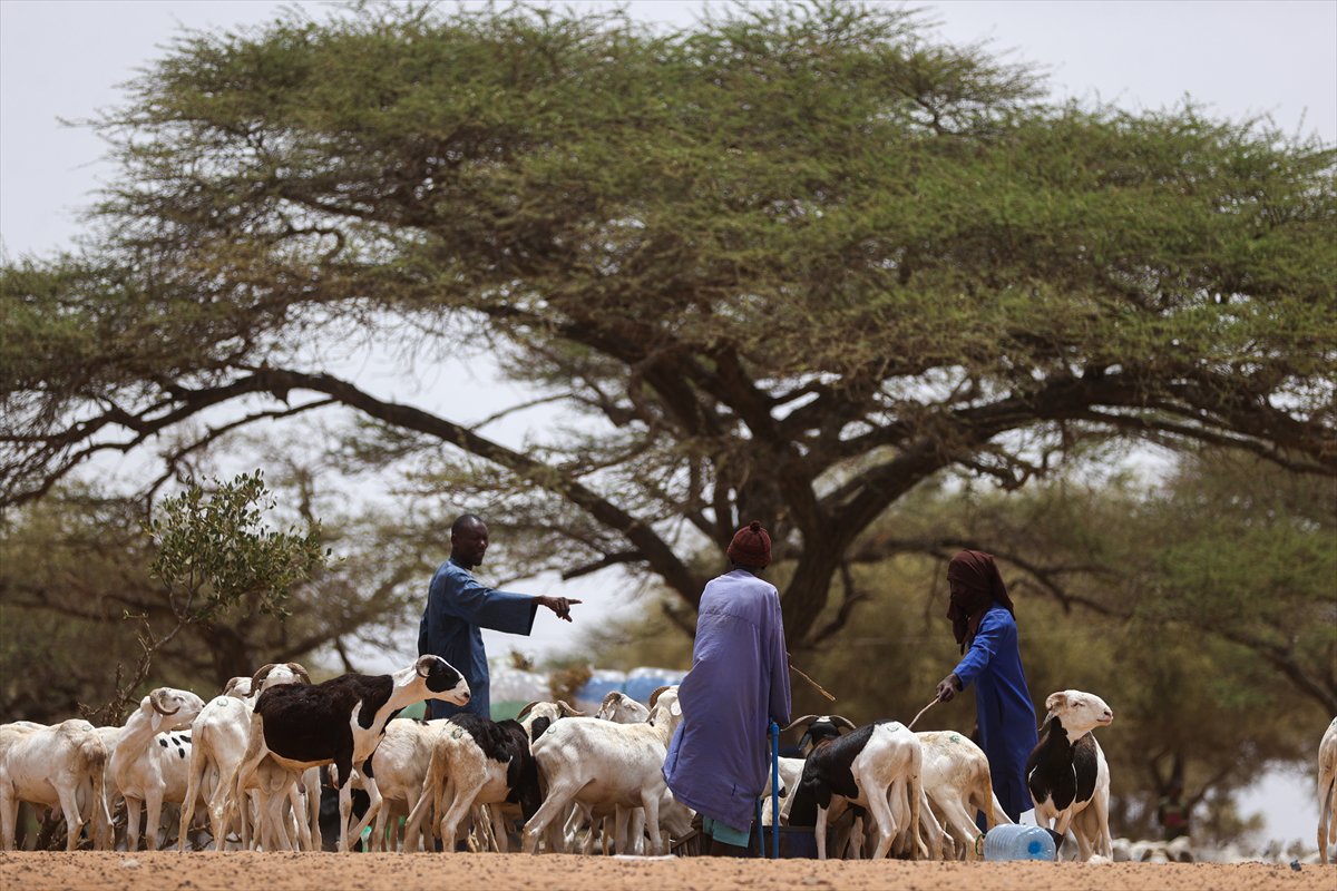 Senegal’de Kurban Bayramı hazırlıkları sokakları hareketlendirdi